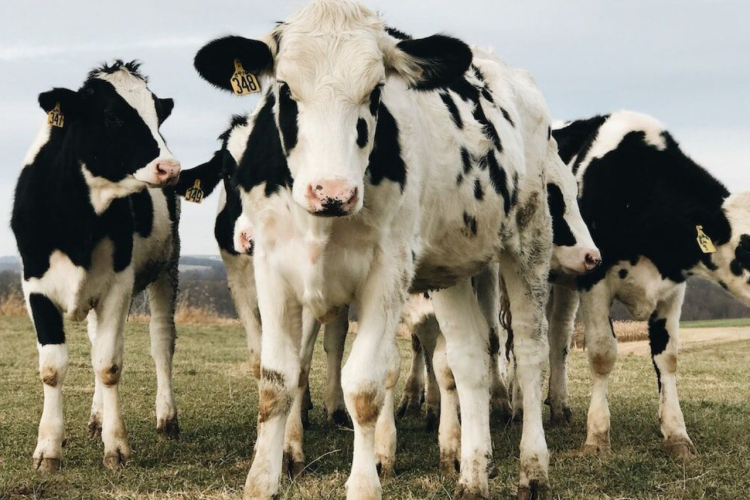 Безопасный обед: по каким показателям стоит проверить корм для животных?