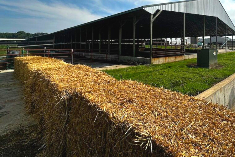 178 исследований побочных продуктов животноводства проведено в ФГБУ «Краснодарская МВЛ» с начала года