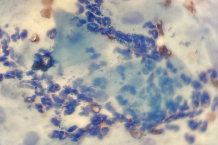 Цитологическое исследование – эффективный метод определения стадии полового цикла и выявления гинекологических заболеваний у собак