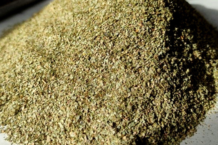 Эксперты Темрюкской лаборатории подтвердили карантинное состояние листьев эвкалипта