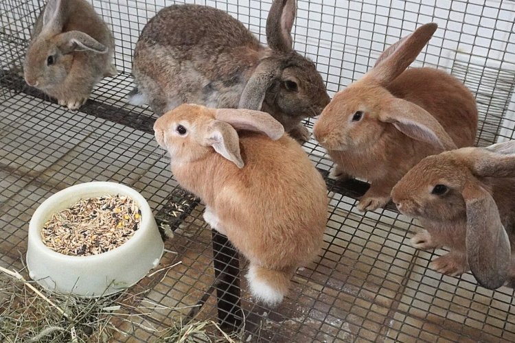 Зачем фосфолипиды животным?