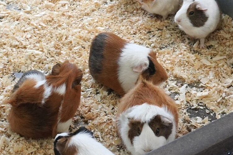 Жизнь и роль лабораторных животных