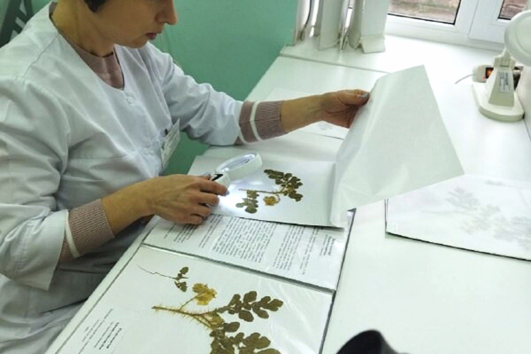 Новый агроном успешно провел исследования образцов паслёна колючего