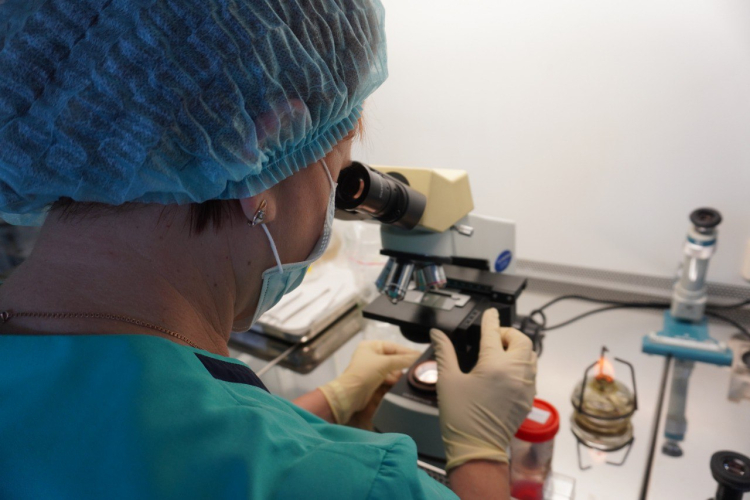 У козы обнаружен cтронгилоидоз