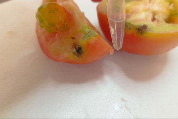 В томатах найден опасный вредитель урожая
