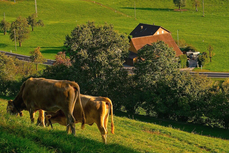 В помощь аграриям: эксперты ФГБУ «Краснодарская МВЛ» разрабатывают технические условия на изготовление побочных продуктов животноводства