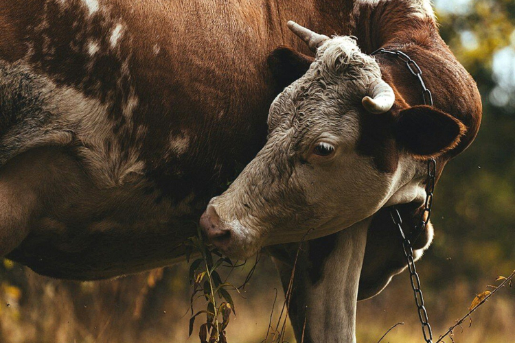 ФГБУ «Краснодарская МВЛ» проводит комплексные исследования побочных продуктов животноводства