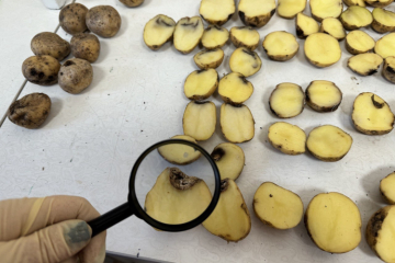 Специалисты ФГБУ «Краснодарская МВЛ» выявили несоответствие семенного картофеля регламентированным требованиям