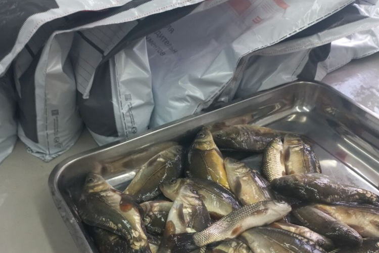 Обнаружены возбудители дактилогироза и диплостомоза у карасей