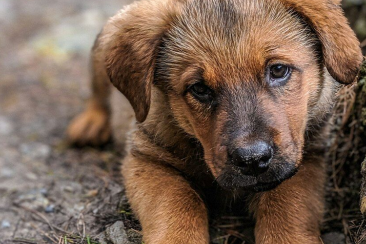 Выделен генетический материал парвовирусного энтерита собак