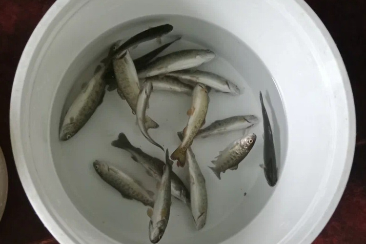 Специалистом ФГБУ «Краснодарская МВЛ» отобраны пробы  на «Племенном форелеводческом заводе «Адлер»