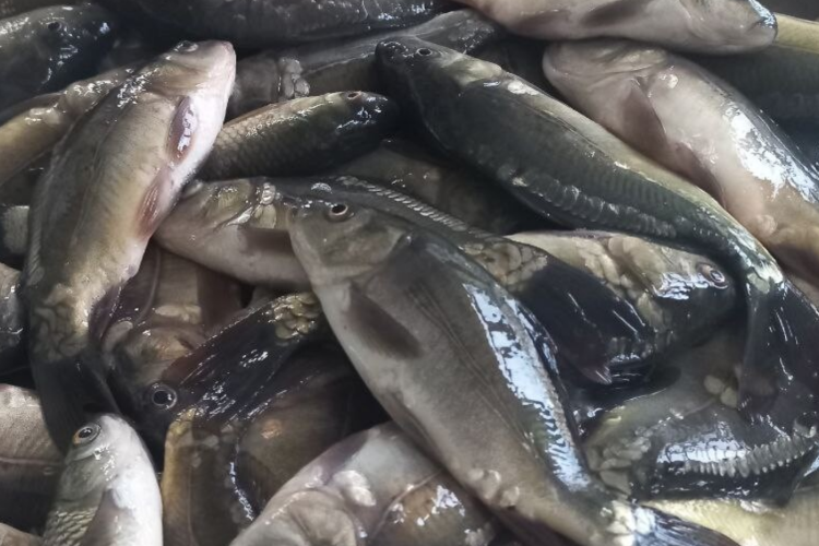 В органах массово погибшей рыбы обнаружен токсичный ксенобиотик крезол, отсутствующий в среде её обитания