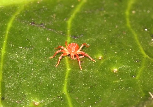 В образце противоклещевого препарата выявлено отклонение от заявленной изготовителем концентрации действующего вещества