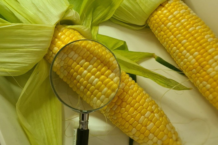 Специалистами Краснодарского филиала проведены исследования кукурузы в початках продовольственной