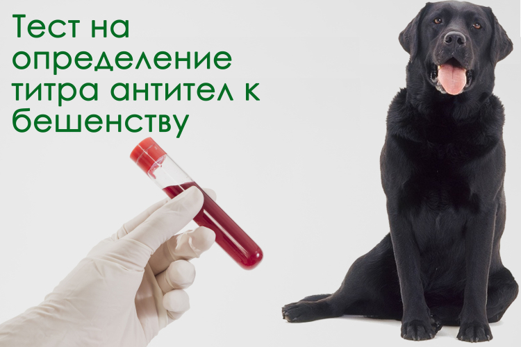 ФГБУ «ВНИИЗЖ» ВКЛЮЧЕНО В СПИСОК АККРЕДИТОВАННЫХ ЛАБОРАТОРИЙ ПО ВЫЯВЛЕНИЮ АНТИТЕЛ К ВИРУСУ БЕШЕНСТВА ДЛЯ ВЫВОЗА ЖИВОТНЫХ В ТАЙВАНЬ