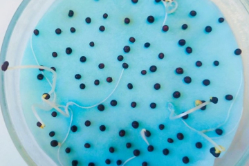 В Краснодарском филиале ФГБУ «ВНИИЗЖ» выявили партию семян озимого рапса, не соответствующую по показателю «всхожесть»