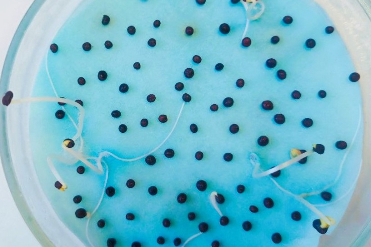 В Краснодарском филиале ФГБУ «ВНИИЗЖ» выявили партию семян озимого рапса, не соответствующую по показателю «всхожесть»