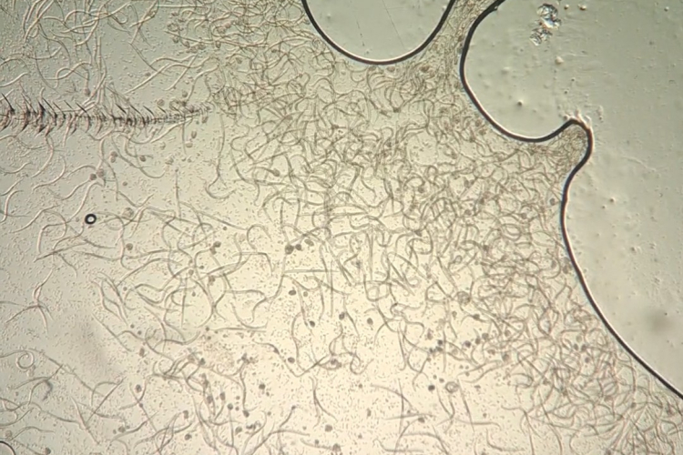 Обнаружены нематоды семейства Philometridae - Philometroides cyprini