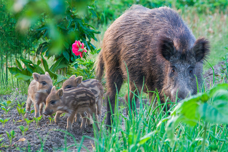 Испания планирует сократить численность диких кабанов в связи с распространением АЧС