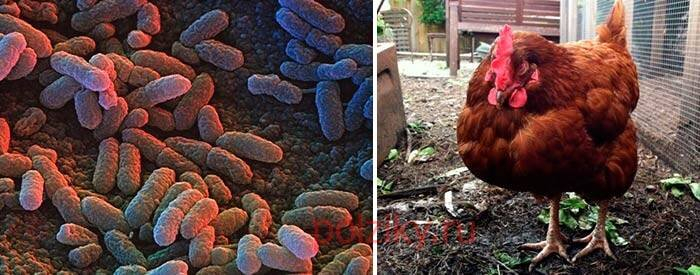 Отделом Вирусологии ПЦР, ИФА выделен геном Сальмонеллёза из пробы помёта от декоративной птицы