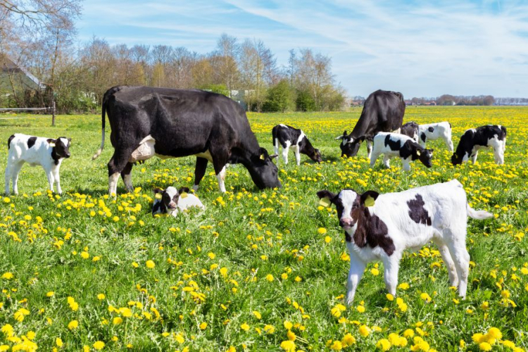 НА КИПРЕ ЗАФИКСИРОВАНА ВСПЫШКА ЯЩУРА НА ЖИВОТНОВОДЧЕСКОМ ПРЕДПРИЯТИИ