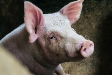 Гемофилёзный полисерозит свиней (болезнь Глессера)