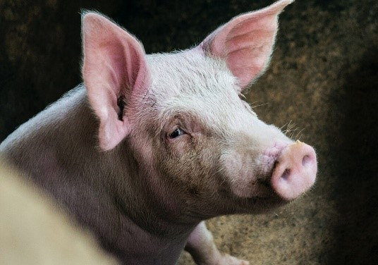 Гемофилёзный полисерозит свиней (болезнь Глессера)