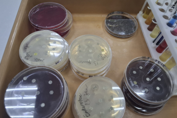 Здоровье ушей хвостатых питомцев