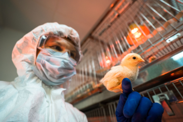 ВАКЦИНА ФГБУ «ВНИИЗЖ» ДЛЯ ПРОФИЛАКТИКИ БОЛЕЗНИ ГАМБОРО У ЦЫПЛЯТ ВВЕДЕНА В ГРАЖДАНСКИЙ ОБОРОТ