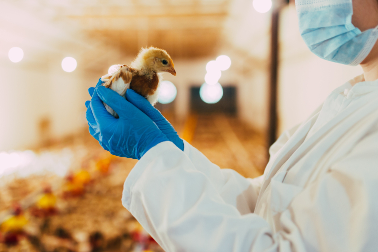 УЧЕНЫЕ ФГБУ «ВНИИЗЖ» РАЗРАБОТАЛИ НОВУЮ ВАКЦИНУ ПРОТИВ АДЕНОВИРУСНЫХ ИНФЕКЦИЙ ПТИЦ