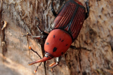 Скрытая угроза пальмам