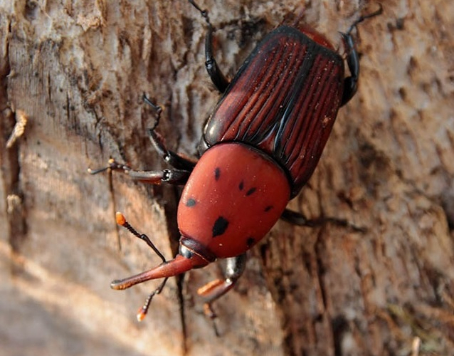 Скрытая угроза пальмам