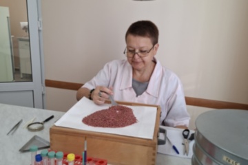Специалисты Краснодарской фитосанитарной лаборатории проверили партию семян пшеницы