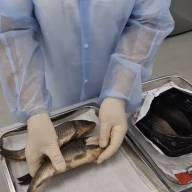 филометроидоз_12122025