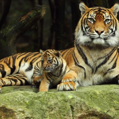 animals-baby-tigers-1920x1080-103180