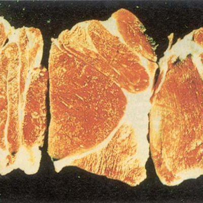 Саркоцистоз-3