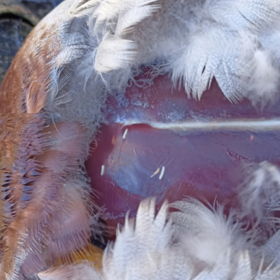 Саркоцистоз-1