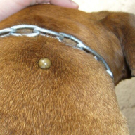 клещи_16052026