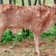 нодулярный дерматит_20032026