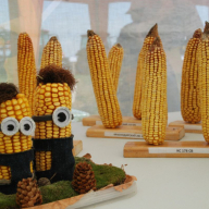 День Поля гибриды кукурузы